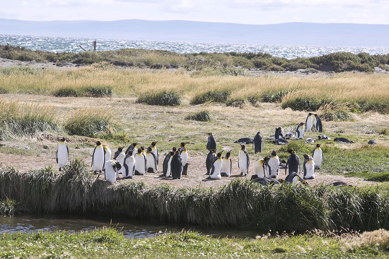 tdm80_Punta-arenas-penguin-Rey_07