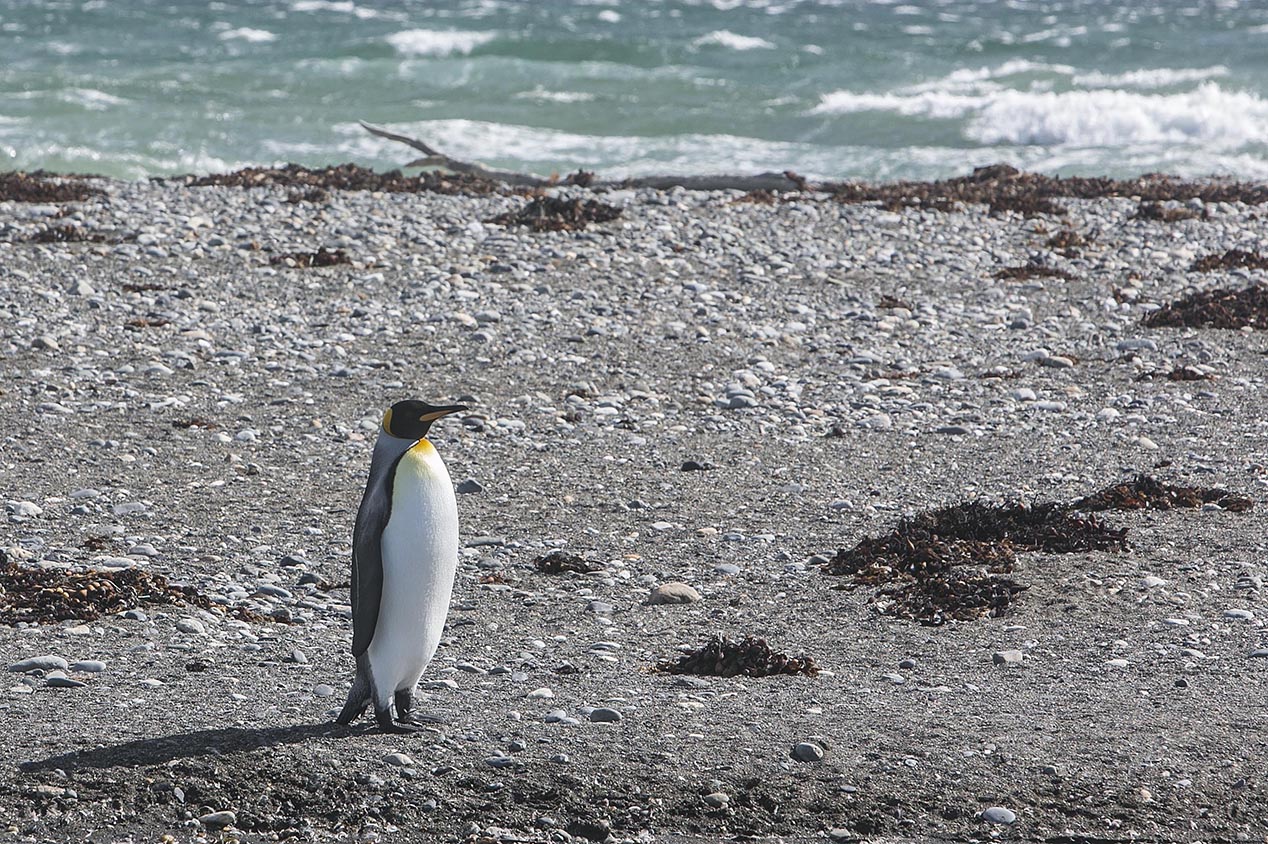 tdm80_Punta-arenas-penguin-Rey_13