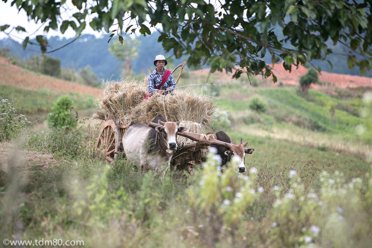 tdm80_Birmanie_Kalaw_Lac_Inley_Trek_35