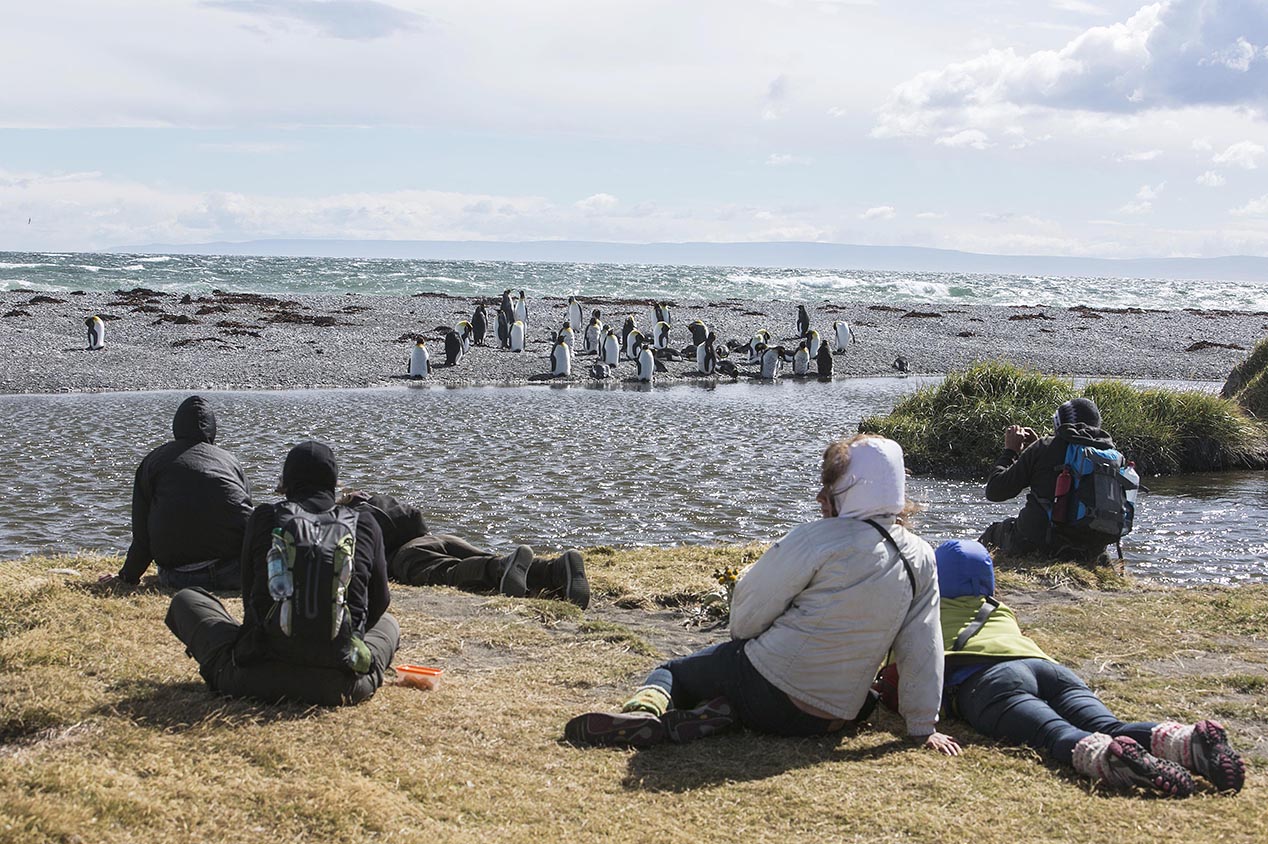 tdm80_Punta-arenas-penguin-Rey_11