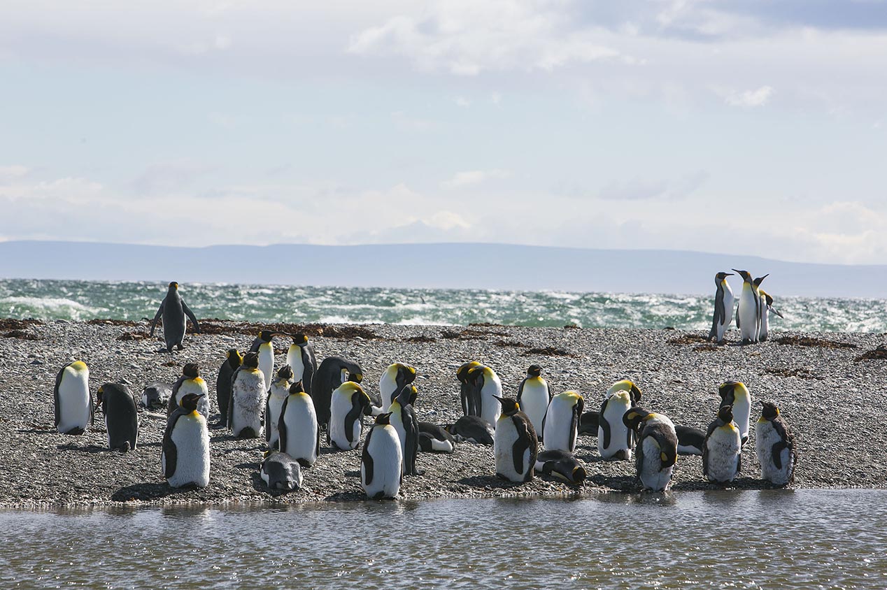 tdm80_Punta-arenas-penguin-Rey_17