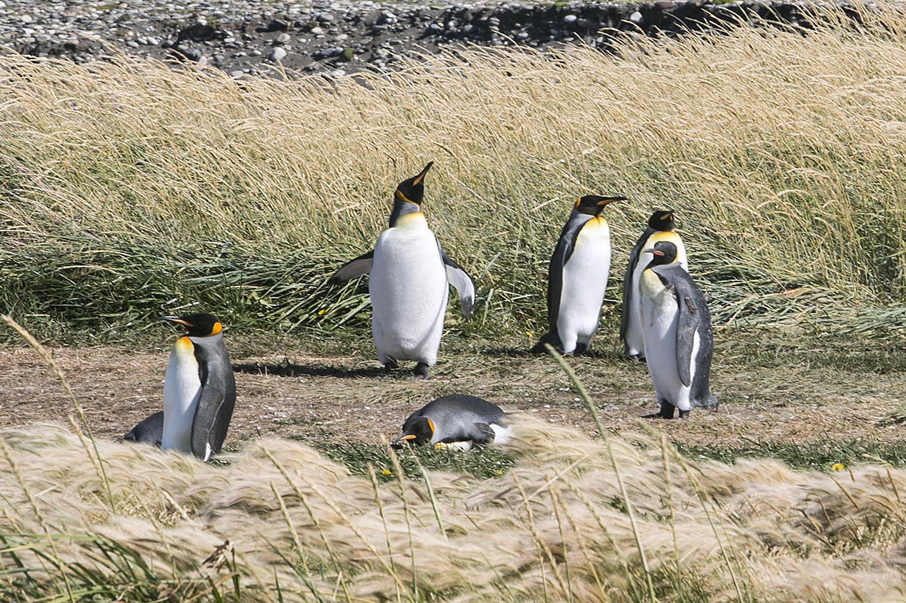 Punta Arenas : les manchots rois